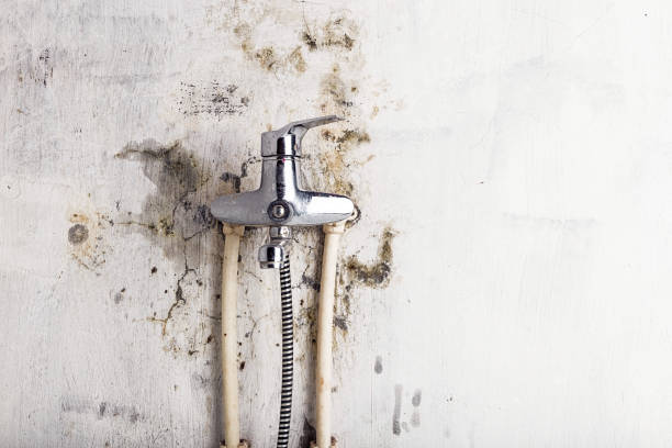 Professional Mold Removal in Battle Ground, WA