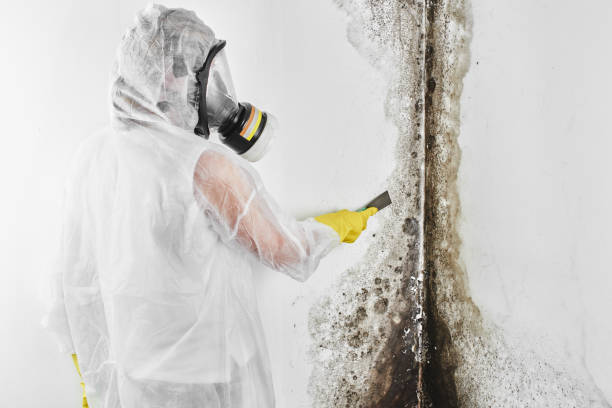 Best Attic Mold Removal  in Battle Ground, WA