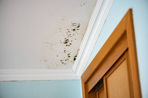 Best Home Mold Removal  in Battle Ground, WA