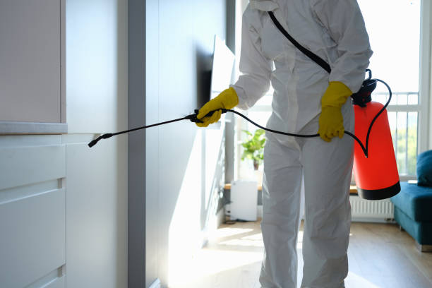 Best Black Mold Removal  in Battle Ground, WA