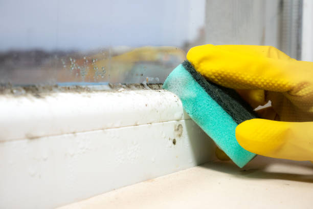 Best Mold Removal Near Me  in Battle Ground, WA