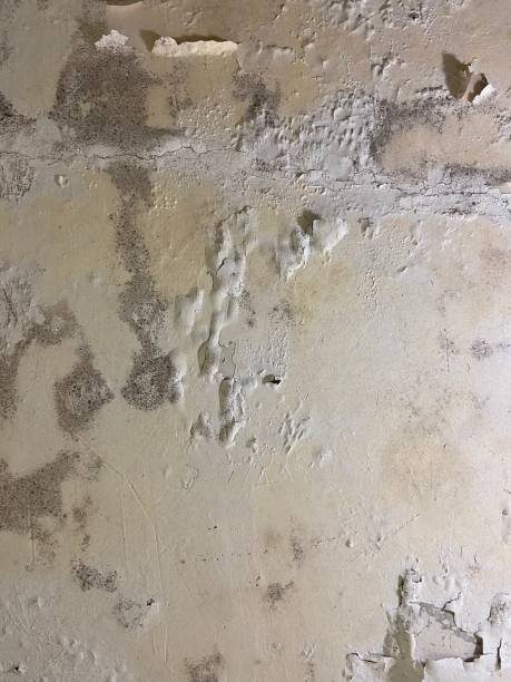 Best Office Mold Removal Services  in Battle Ground, WA