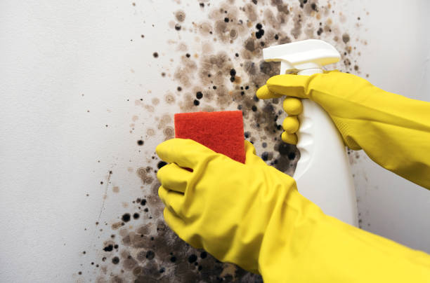 Best Mold Testing  in Battle Ground, WA