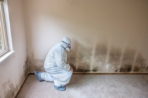 Best Mold Remediation Services  in Battle Ground, WA