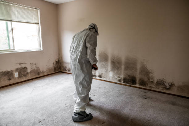 Best Mold Removal and Inspection  in Battle Ground, WA