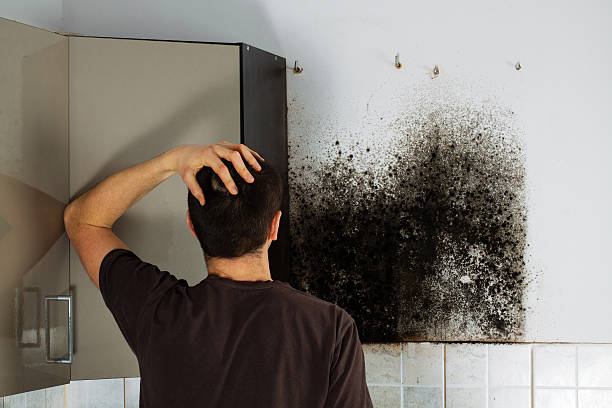 Best Same-Day Mold Removal  in Battle Ground, WA