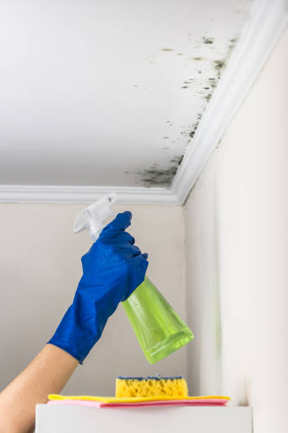 Best Attic Mold Removal  in Battle Ground, WA
