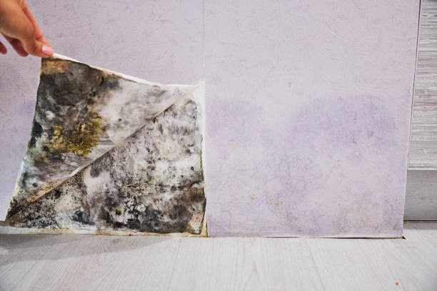 Best Certified Mold Removal  in Battle Ground, WA